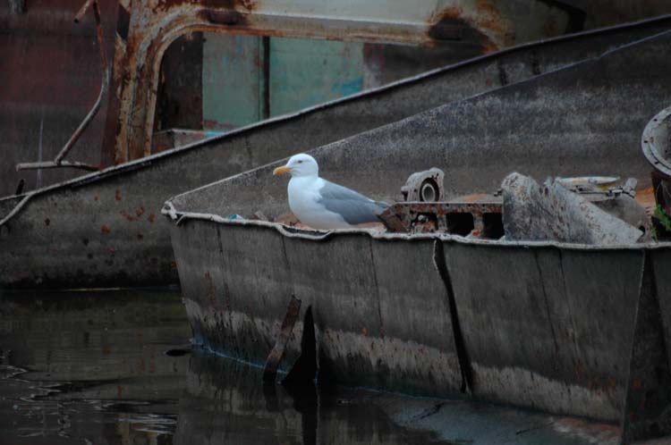 volontery_o_belov_2006_0063